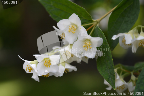 Image of Florida mock orange