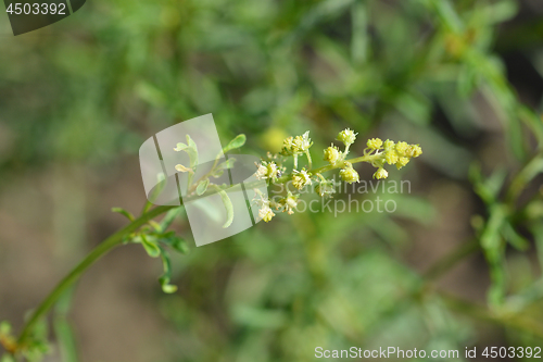 Image of Yellow mignonette