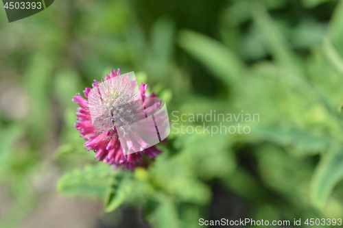 Image of Red trefoil