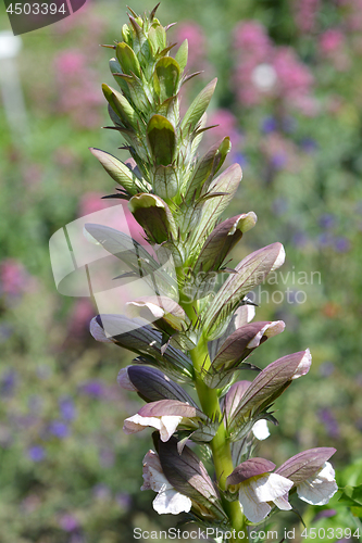 Image of Balkan bears breeches