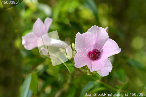 Image of Pink bower vine