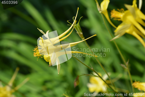Image of Golden columbine