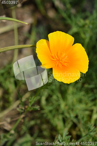 Image of Golden poppy flower