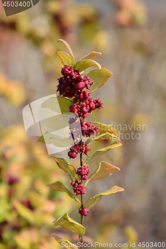 Image of Magic Berry Coralberry