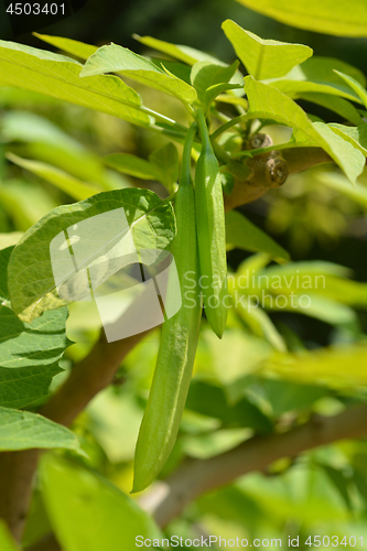 Image of Angels trumpet