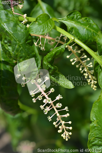 Image of American pokeweed