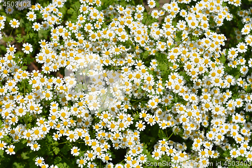 Image of Golden Feverfew