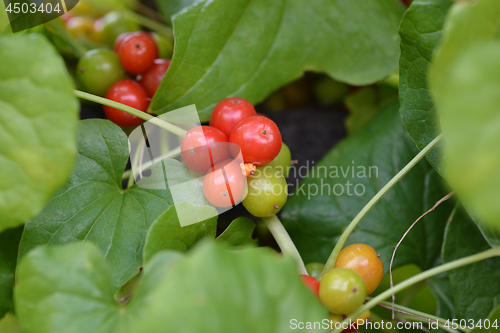 Image of Black bryony