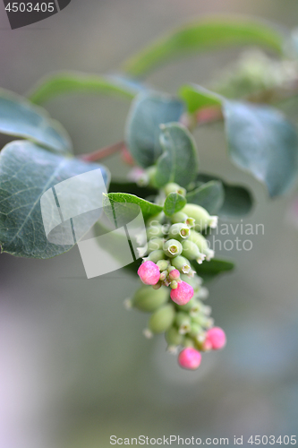 Image of Coralberry