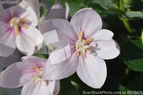 Image of Balloon flower