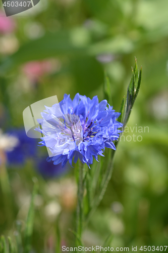 Image of Cornflower