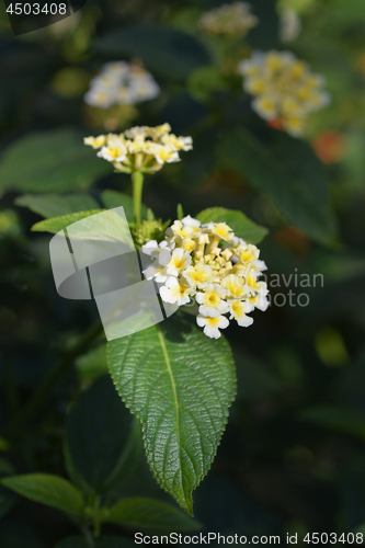 Image of Shrub verbena flower