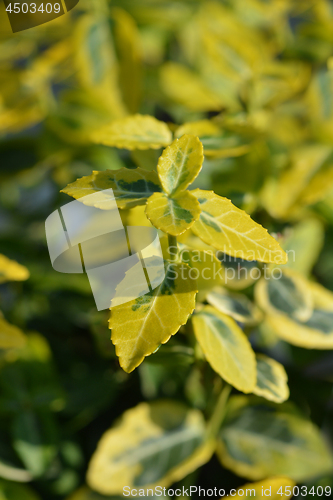 Image of Spindle Emerald n Gold