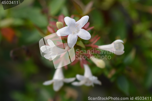 Image of Glossy abelia