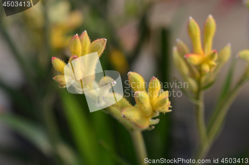 Image of Kangaroo paw Beauty Yellow