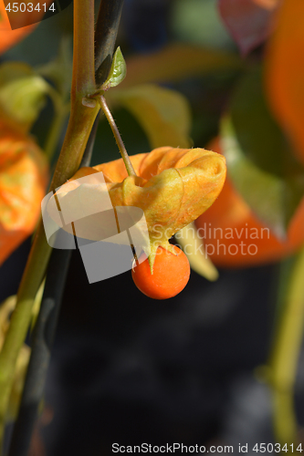 Image of Bladder cherry