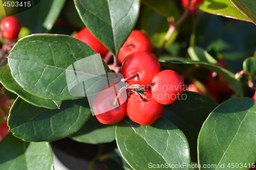Image of American wintergreen