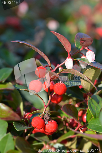 Image of American wintergreen