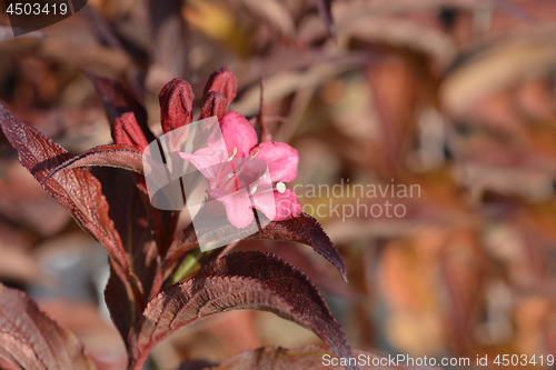 Image of Bristol Ruby Weigela