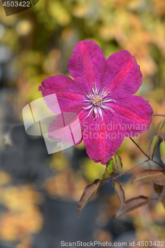 Image of Clematis Red Cardinal