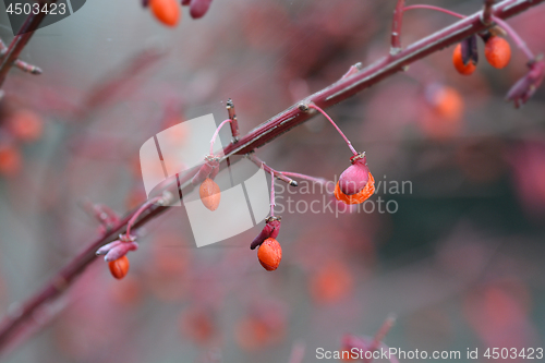 Image of Compact Burning Bush