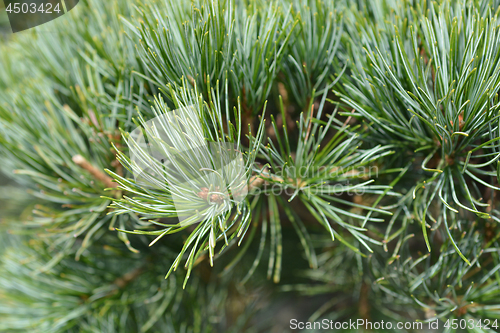 Image of Tempelhof Japanese White Pine