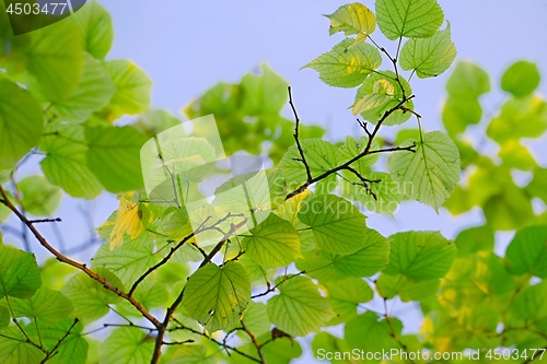 Image of Fresh Spring Leaves