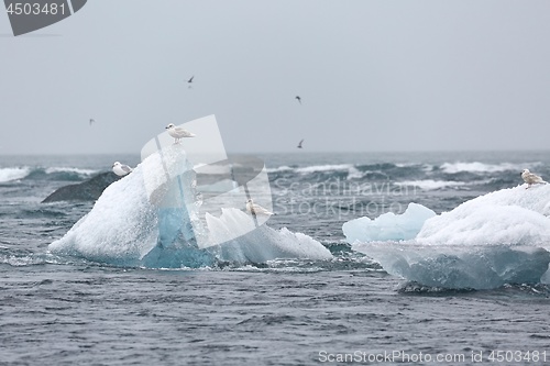 Image of Iceberg melting at sea