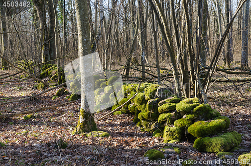 Image of Moss covered stone wall in a forest
