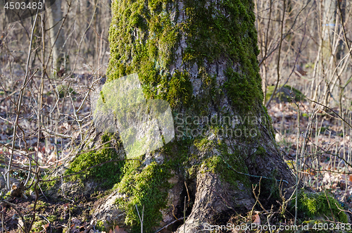 Image of Old moss covered tree trunk