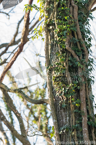 Image of Climbing Ivy plants on a tree trunk