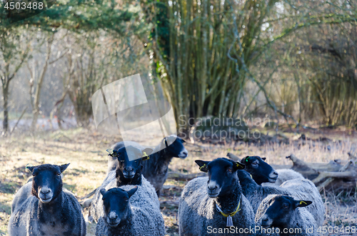 Image of Herd with curious black sheep 