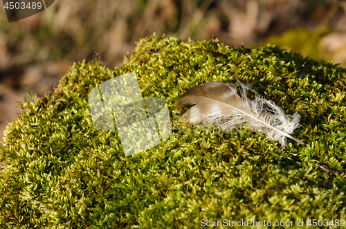 Image of Brown bird feather on a mossy ground