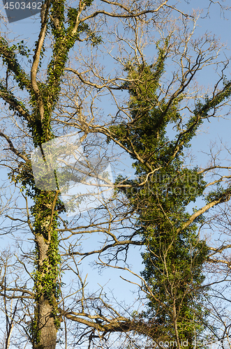 Image of Tall oak trees with climbing Ivy plants