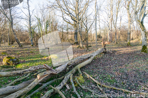 Image of Weathered fallen old tree in a forest