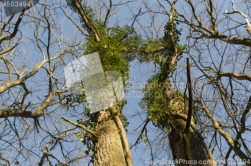 Image of Oak trees with climbing Ivy plants