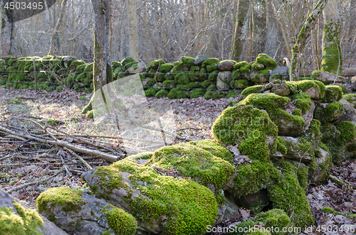 Image of Mossy old dry stone walls