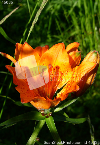 Image of Flower 04