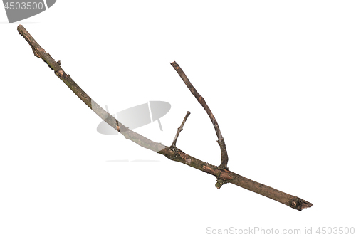 Image of Dry tree branch on white