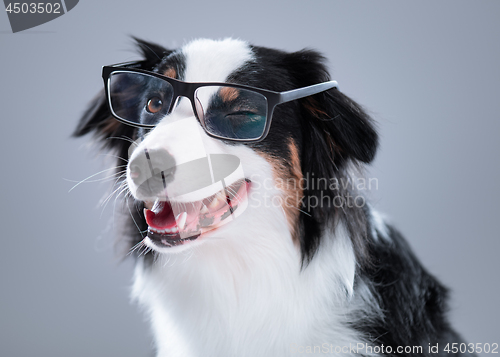 Image of Australian Shepherd dog on gray