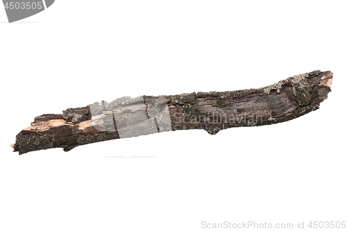 Image of Dry tree branch on white