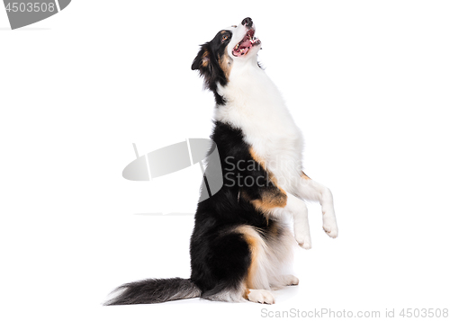 Image of Australian Shepherd dog on white