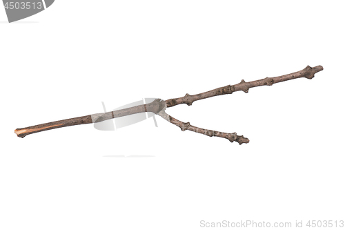 Image of Dry tree branch on white