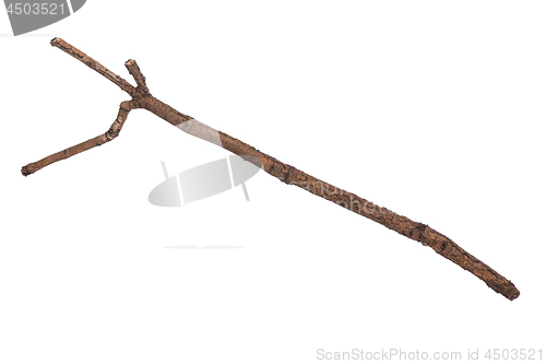 Image of Dry tree branch on white