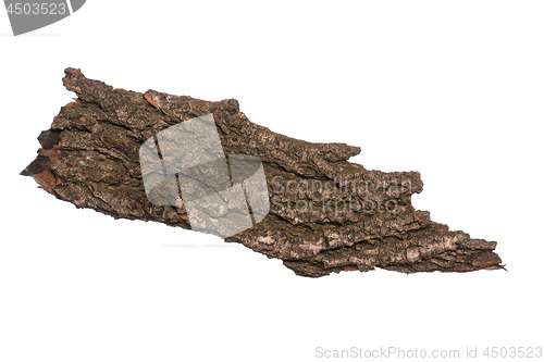 Image of Tree bark on white