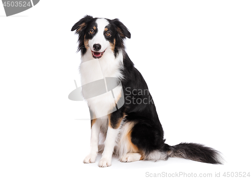 Image of Australian Shepherd dog on white