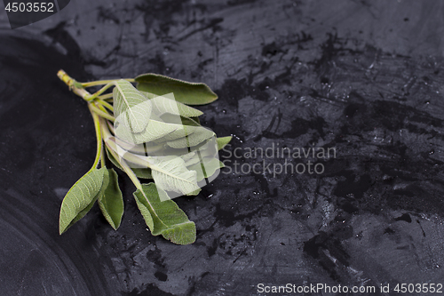 Image of Fresh organic green sage branch.