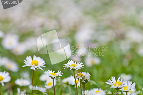 Image of Chamomile flowers spring field.