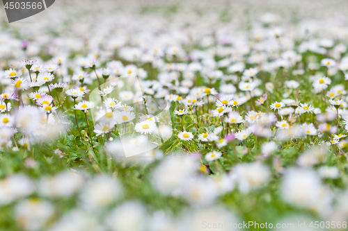 Image of Chamomile flowers spring field.