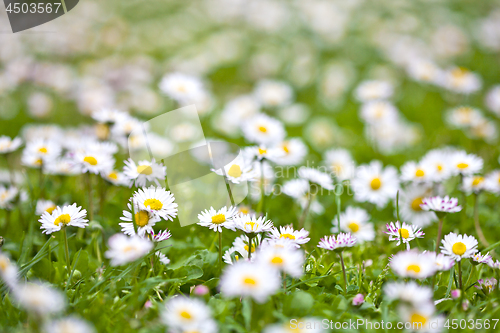 Image of Chamomile flowers spring field.